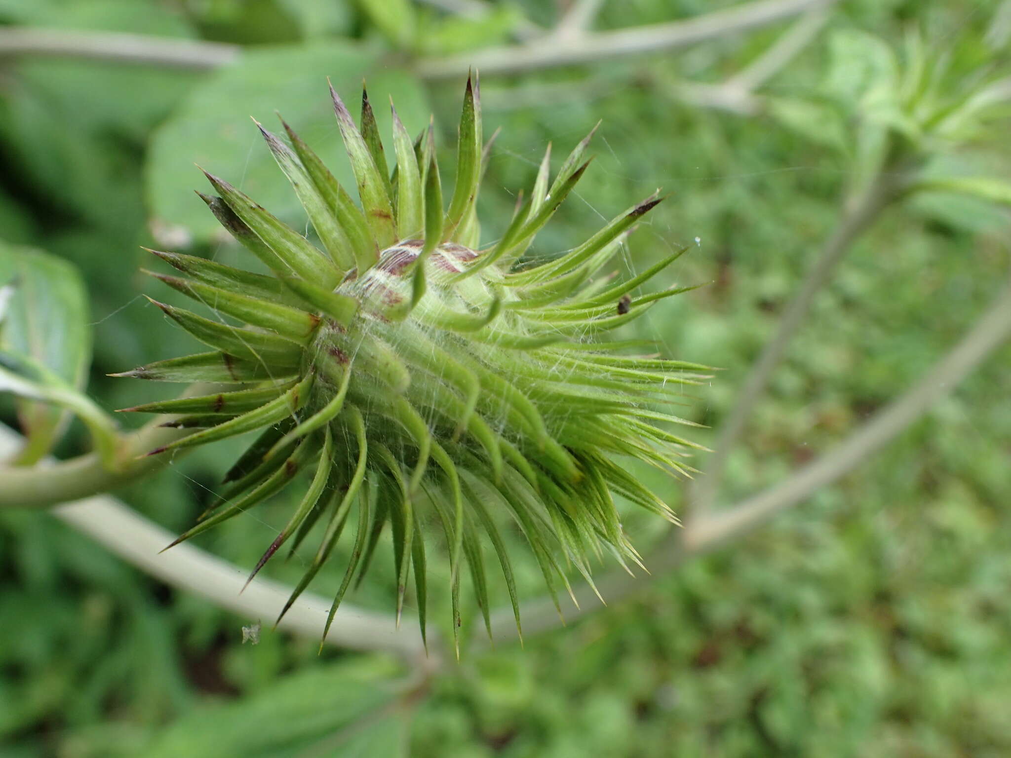 Image of Synurus deltoides (Ait.) Nakai