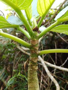 Imagem de Dendrocnide kotoensis (Hayata ex Yamam.) B. L. Shih & Yuen P. Yang