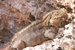 Image of Cayman Islands Ground Iguana