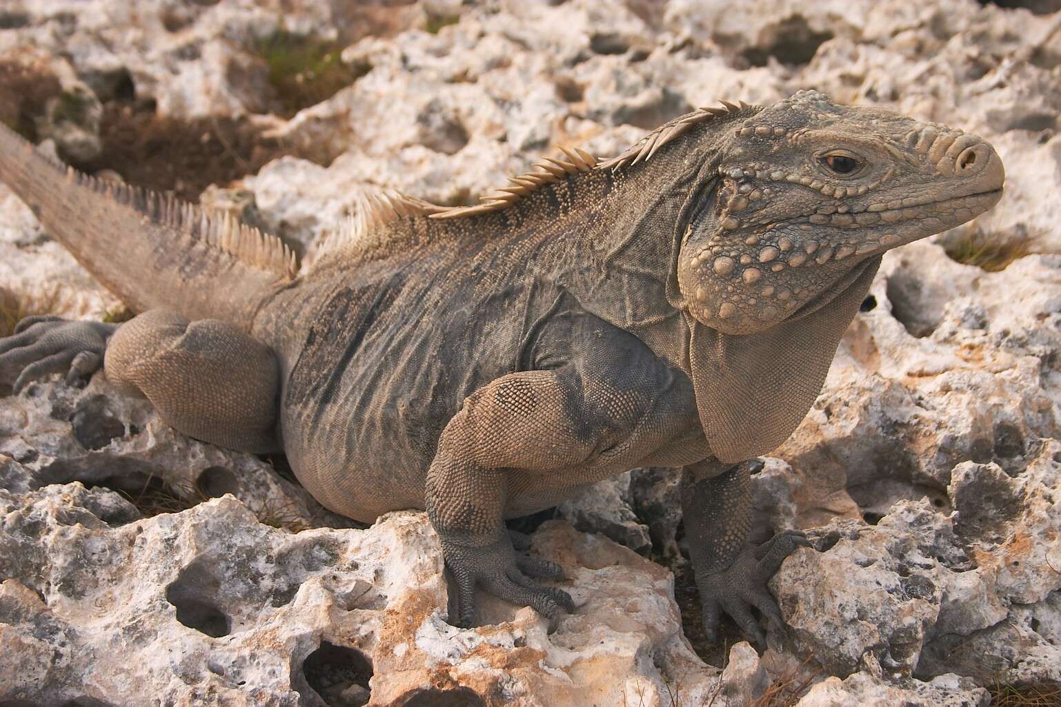 Image of Cayman Islands Ground Iguana