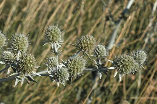 Image of Eryngium macrocalyx Schrenk