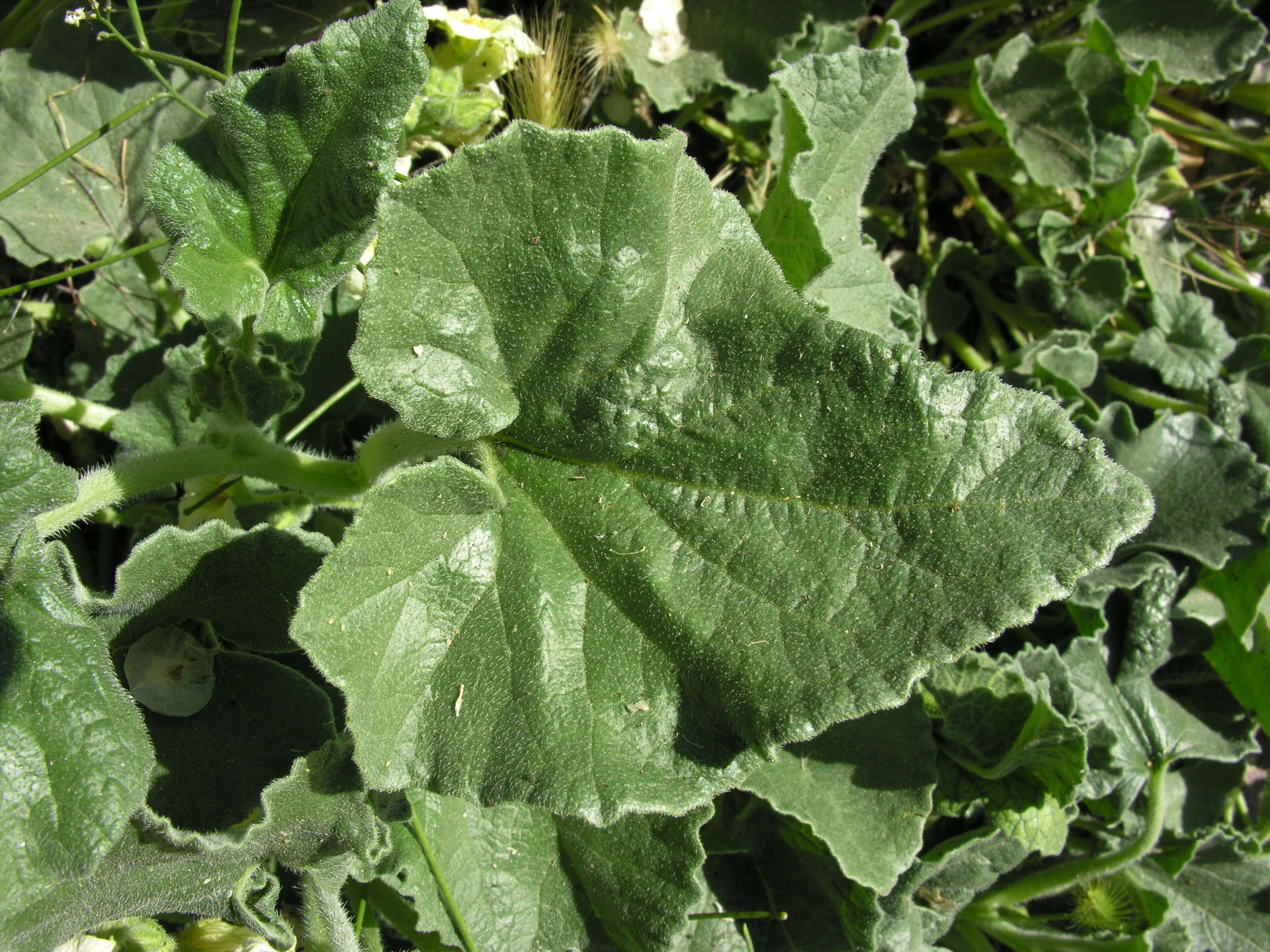 Image of squirting cucumber