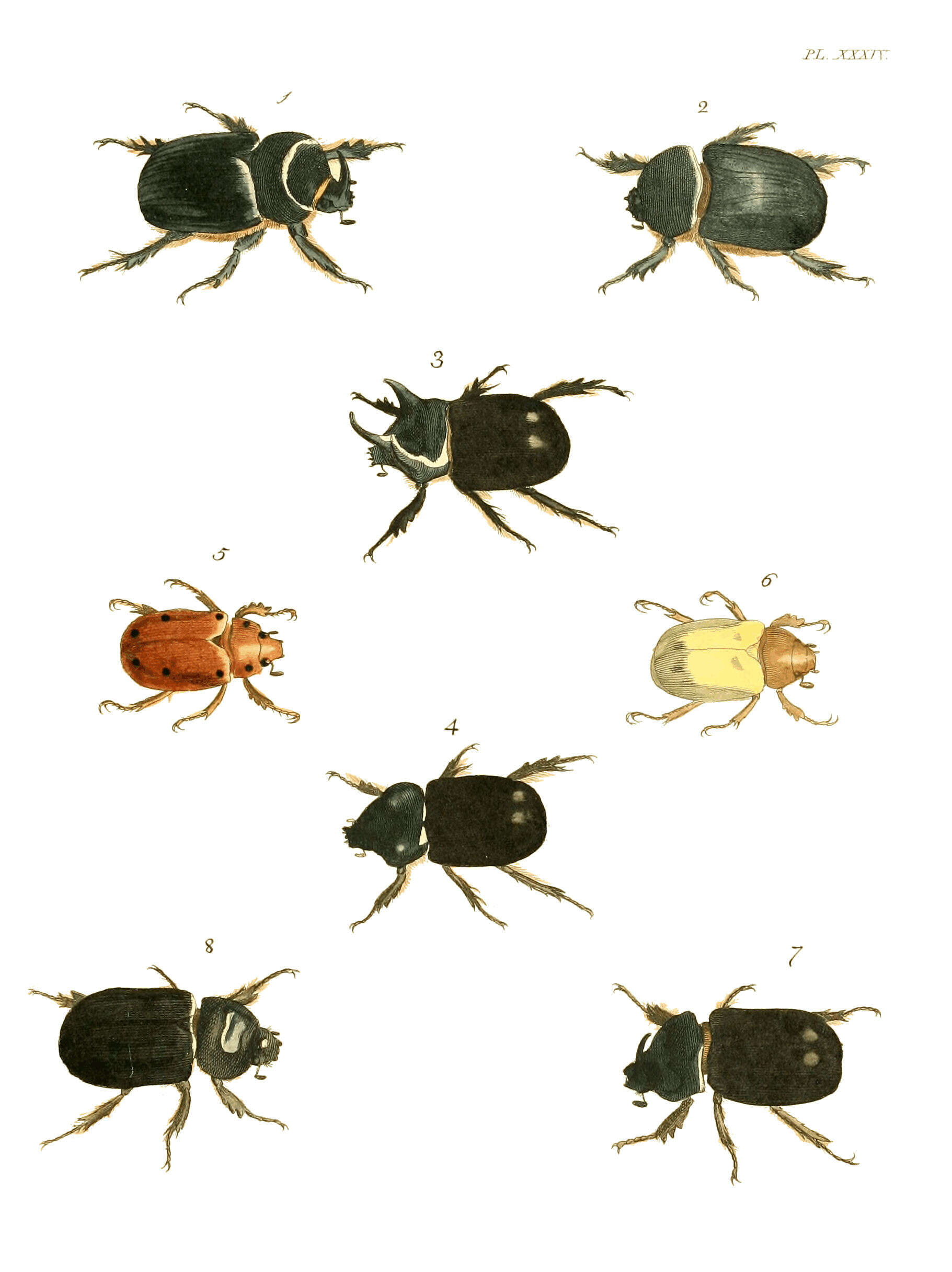 Image of goldsmith beetle