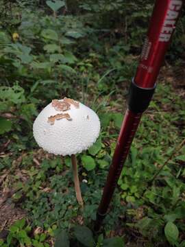 Image de Macrolepiota detersa Z. W. Ge, Zhu L. Yang & Vellinga 2010