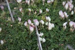 Image of oneflower clover