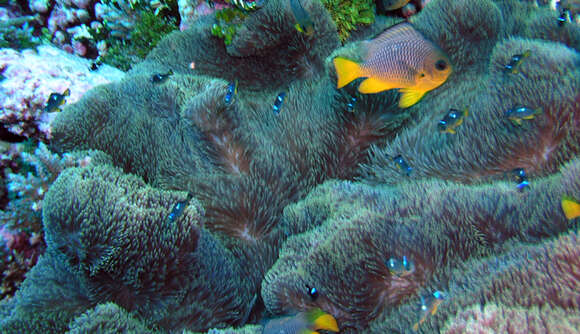 Image of merten's carpet anemone