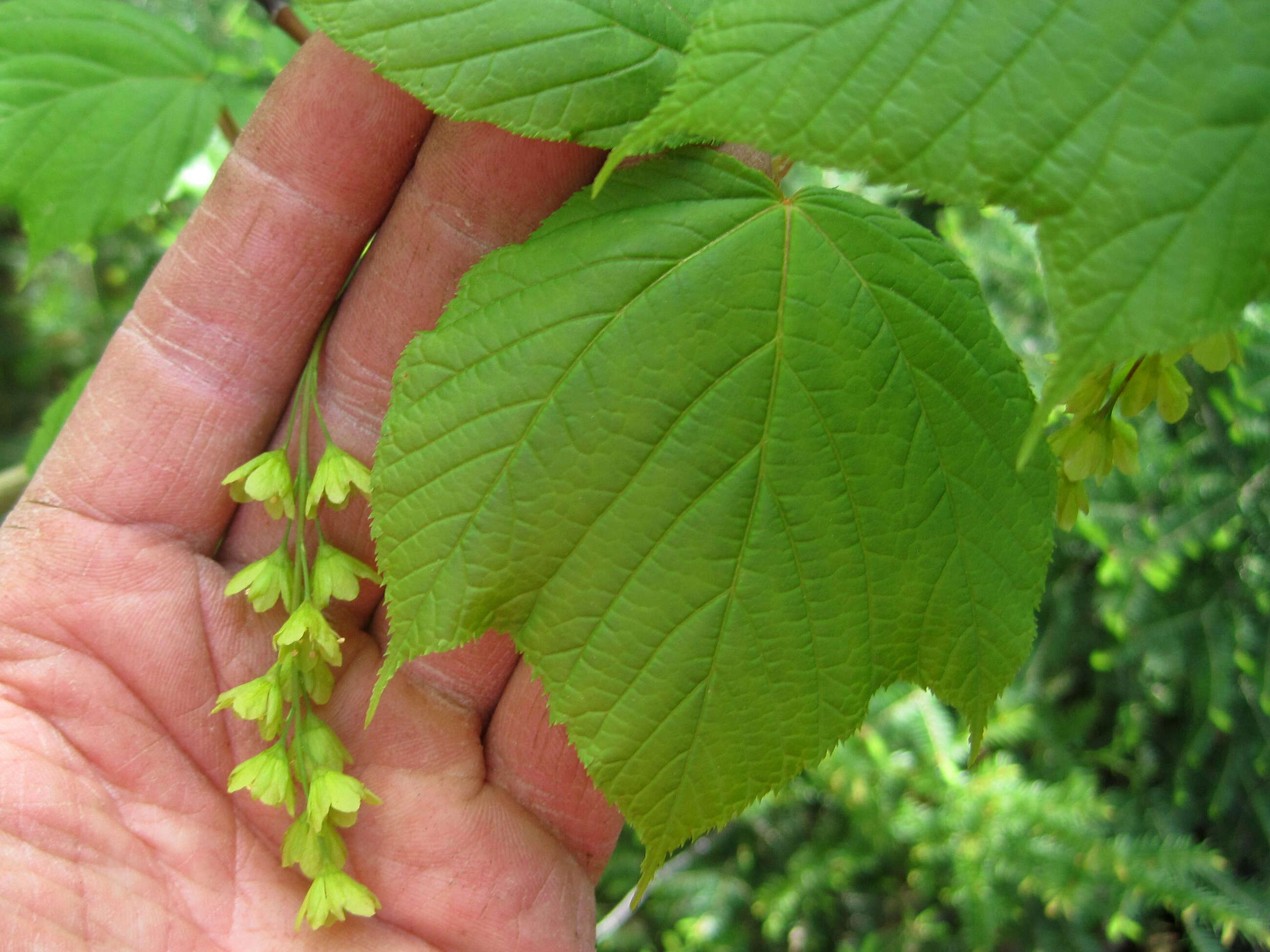 Image of Striped Maple