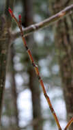 Image of Striped Maple