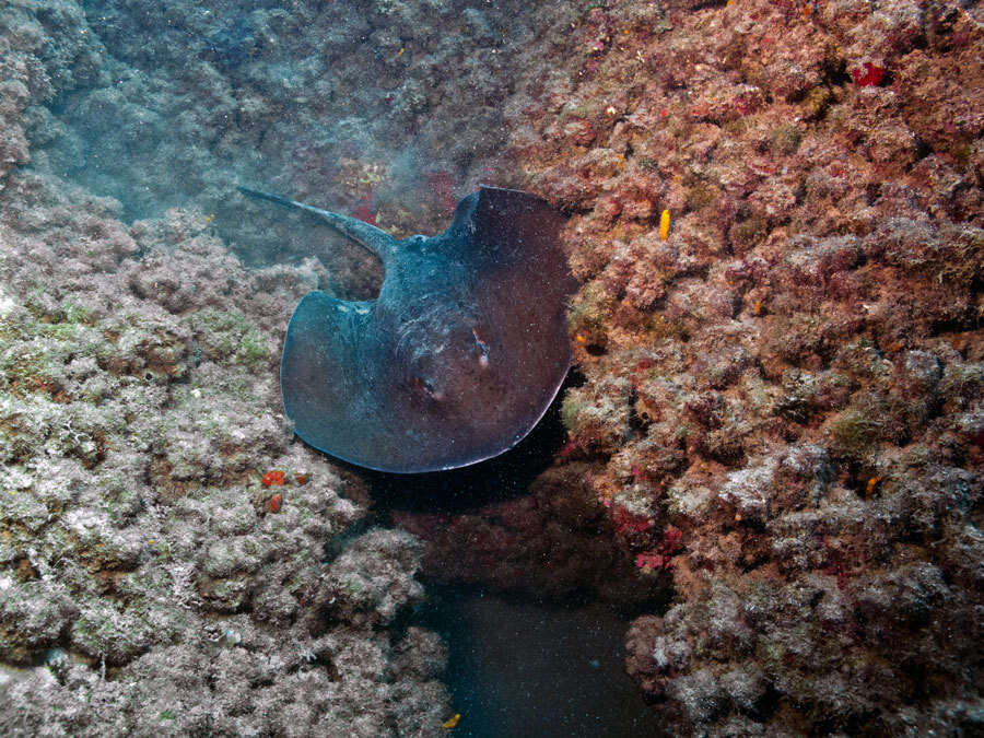 Image of round fantail stingray