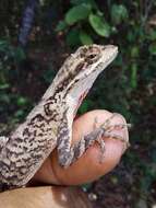 Слика од Anolis scypheus Cope 1864