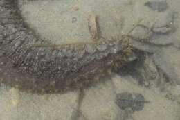 Image of Holothuria subgen. Semperothuria Deichmann 1958