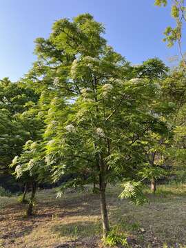 Image of Japanese Rowan