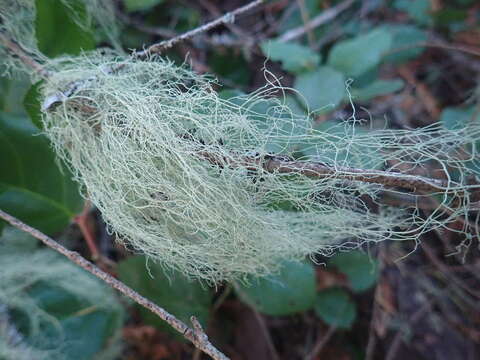 Image of witch's hair lichen