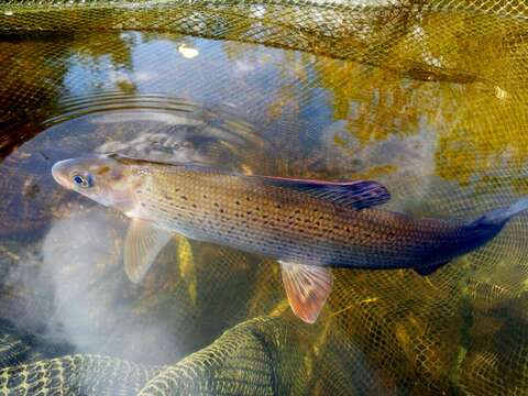 Image of grayling