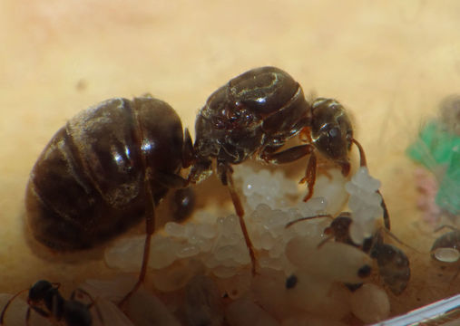 Image of Black garden ant