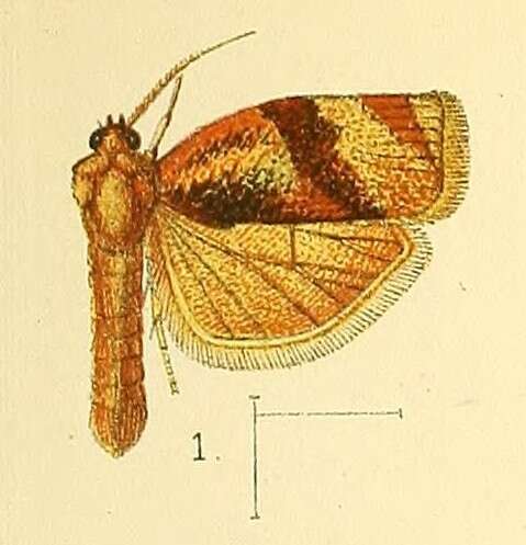 Image of Choristoneura occidentalis Freeman 1967