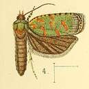 Image of Accra viridis Walsingham 1891