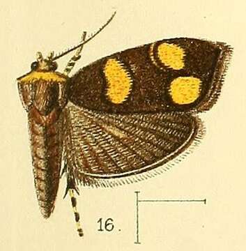 Image of Anthophila flavimaculata Walsingham 1891