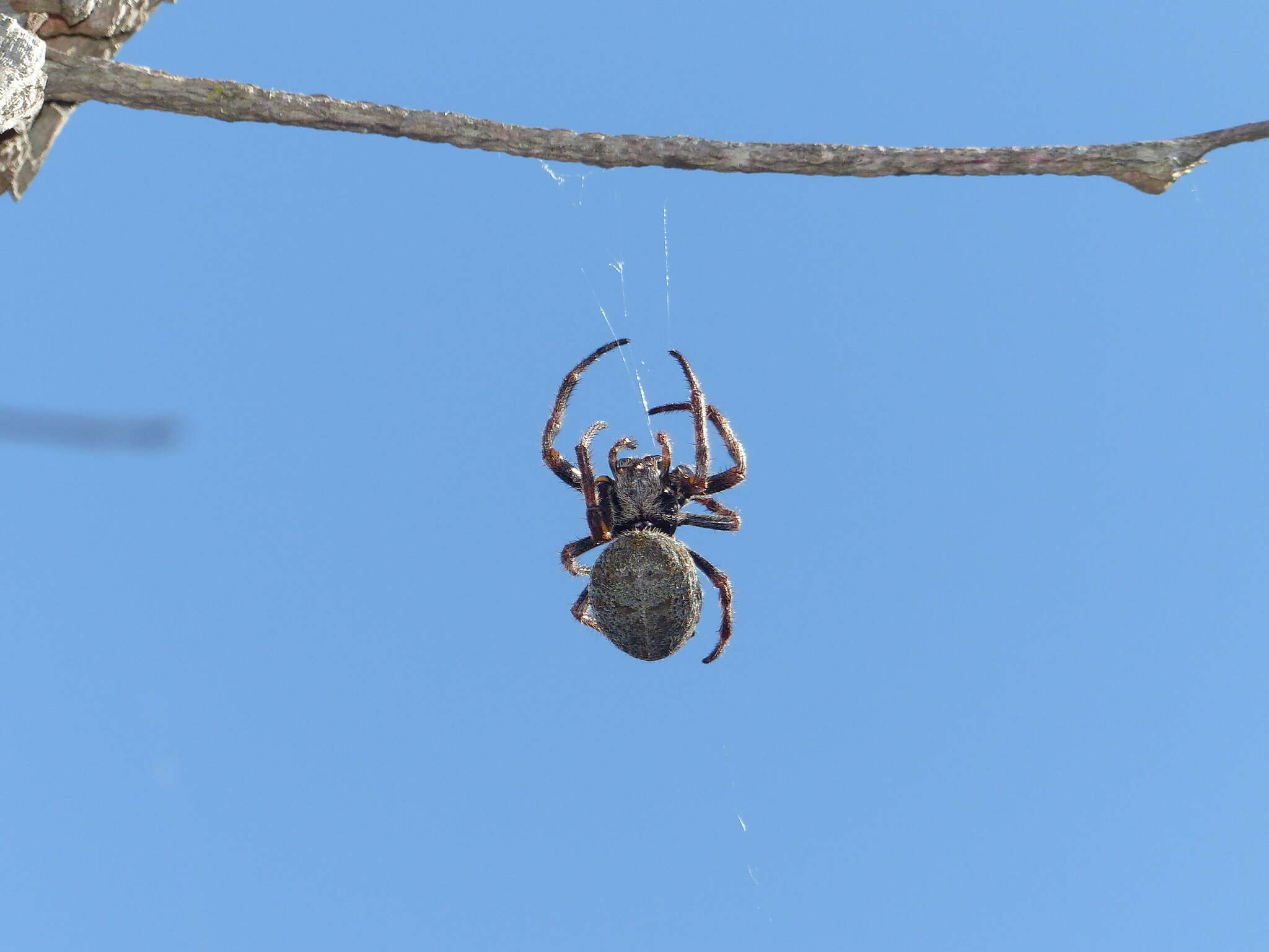 Image of Parawixia bistriata (Rengger 1836)