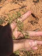 Image of sixangle spurge