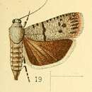 Image of Phycodes substriata Walsingham 1891