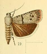Image of Phycodes substriata Walsingham 1891