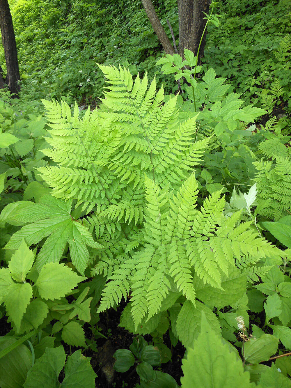 Image of Dryopteris goeringiana (G. Kunze) Koidz.