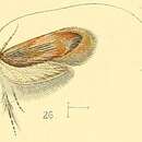 Image of Nemophora humilis Walsingham 1891