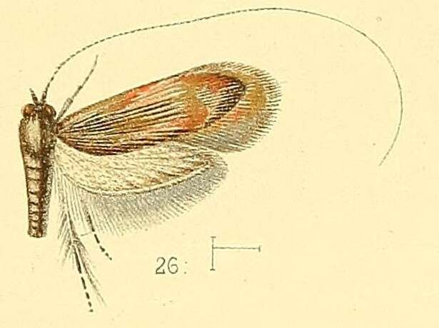 Image of Nemophora humilis Walsingham 1891