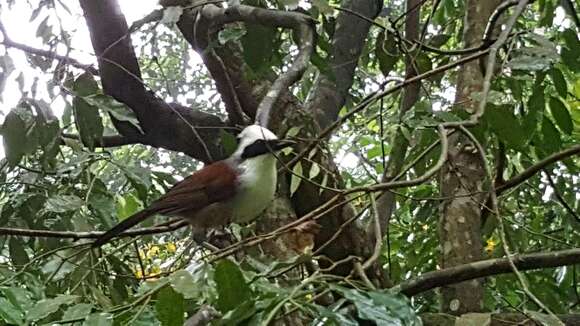 Image of White-crested Laughingthrush