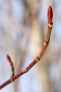 Image of Striped Maple