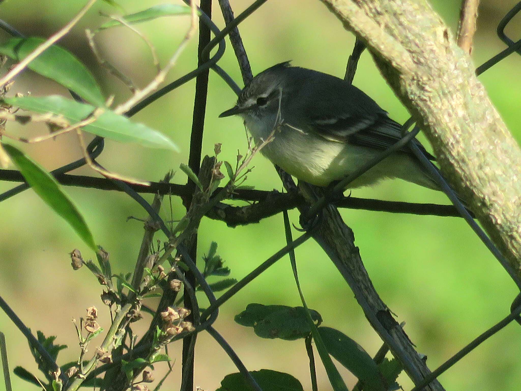 Image of White-crested Tyrannulet