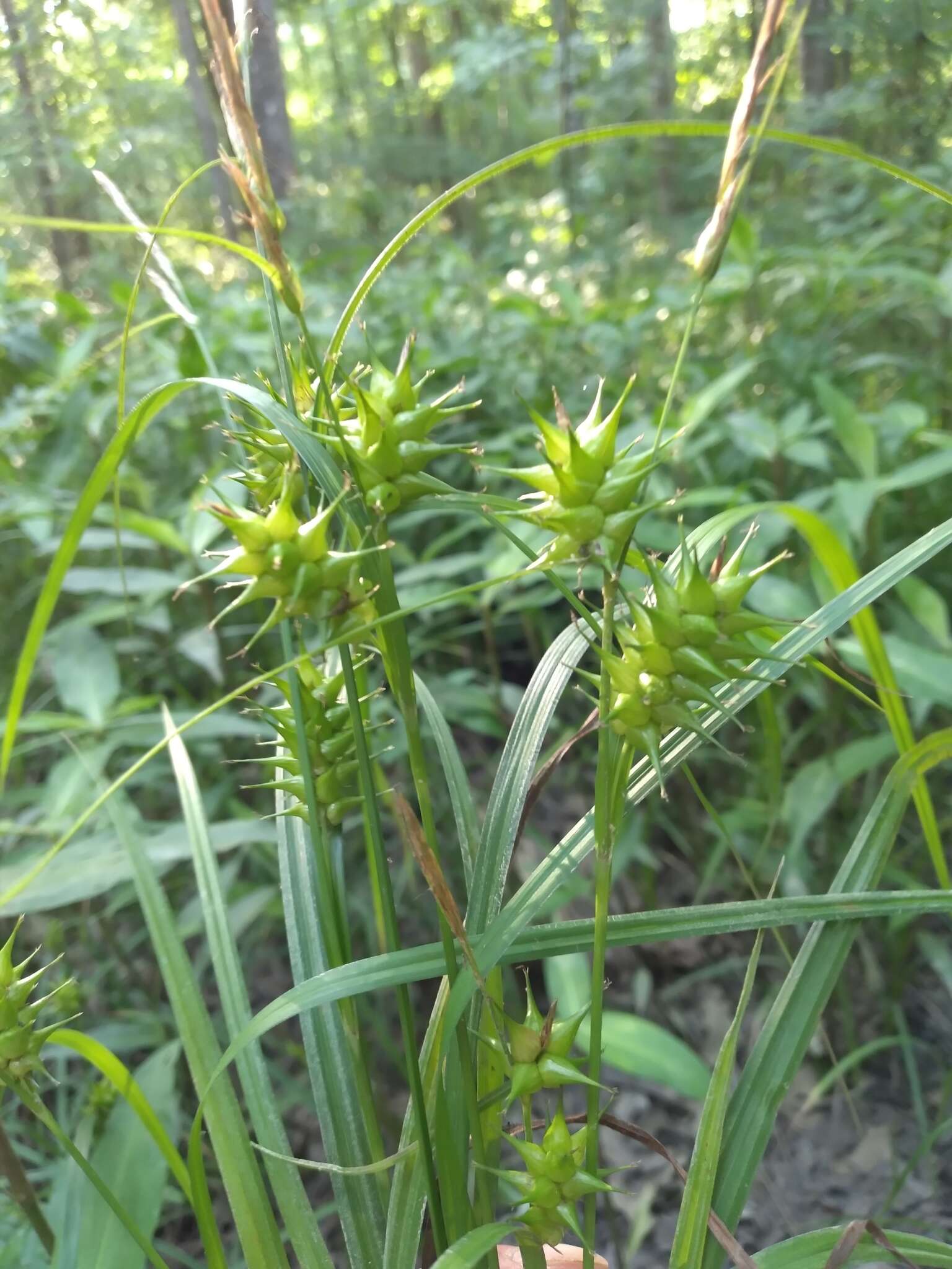 Image de Carex gigantea Rudge