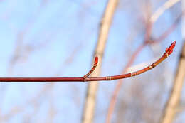 Image of Striped Maple