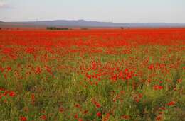 Image of Papaver pavoninum Fisch. & C. A. Mey.