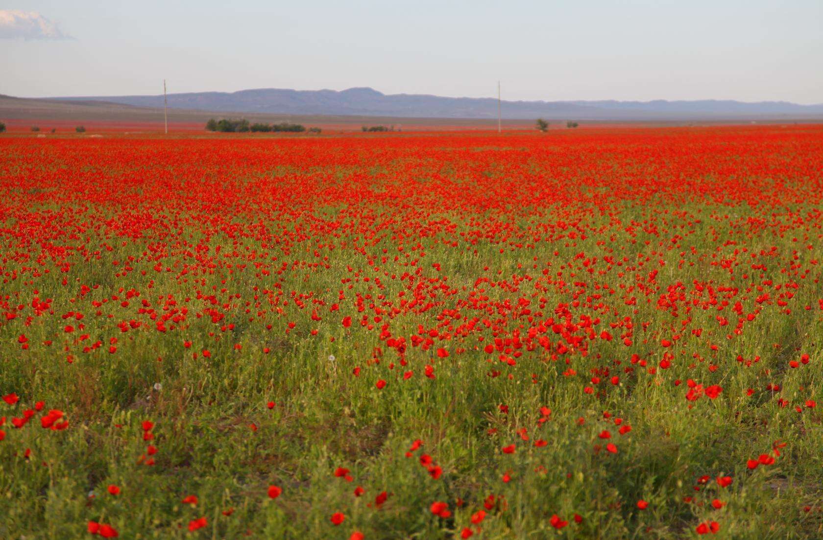 Слика од Papaver pavoninum Fisch. & C. A. Mey.