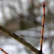 Image of Striped Maple