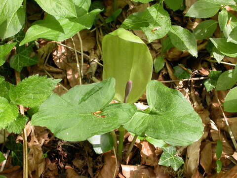 Image of Snakeshead