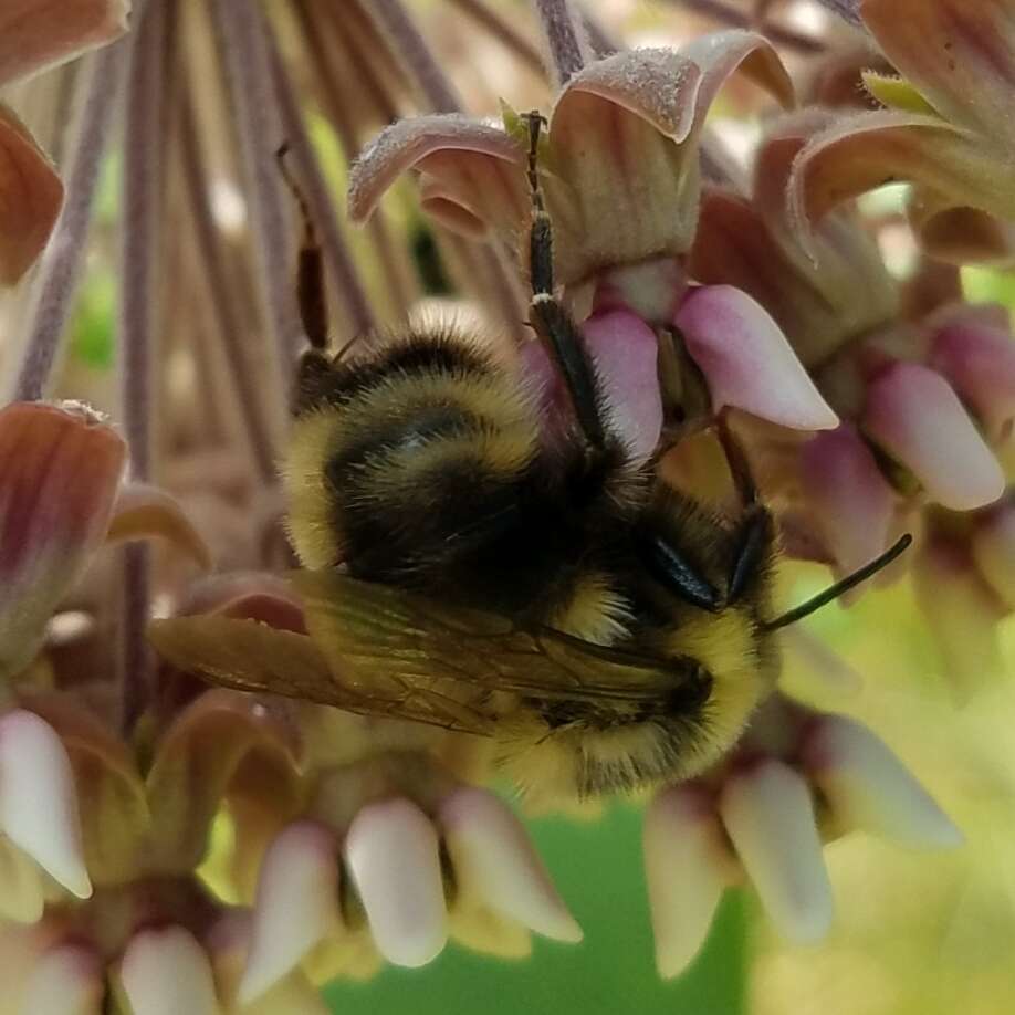 Imagem de Bombus flavidus Eversmann 1852