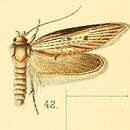 Image de Procometis acutipennis Walsingham 1891