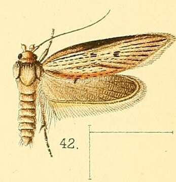 Image of Procometis acutipennis Walsingham 1891