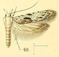 Image of Anarsia agricola Walsingham 1891