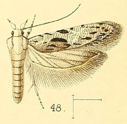 Image of Anarsia agricola Walsingham 1891