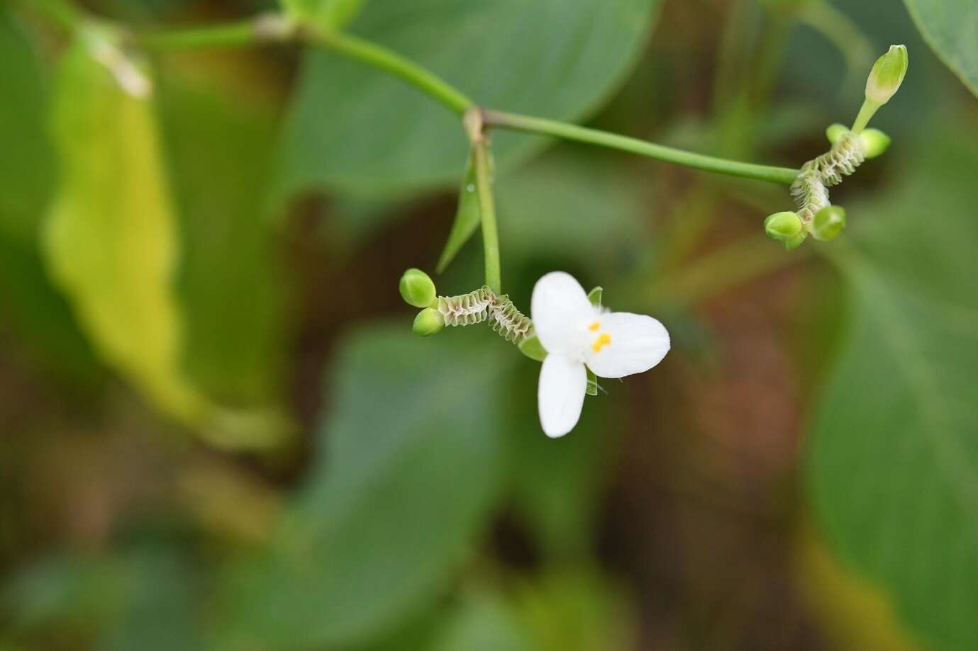 Image of Tripogandra grandiflora (Donn. Sm.) Woodson