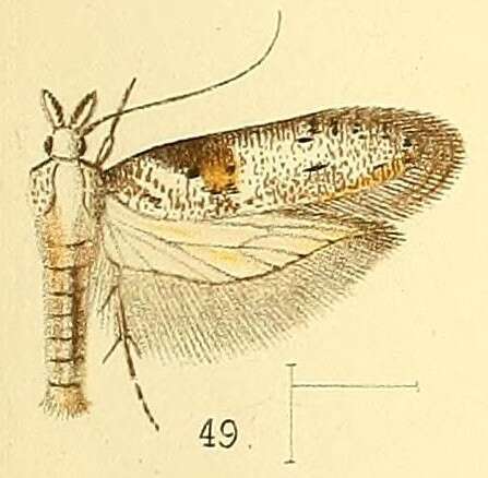 Image of Anarsia inculta Walsingham 1891