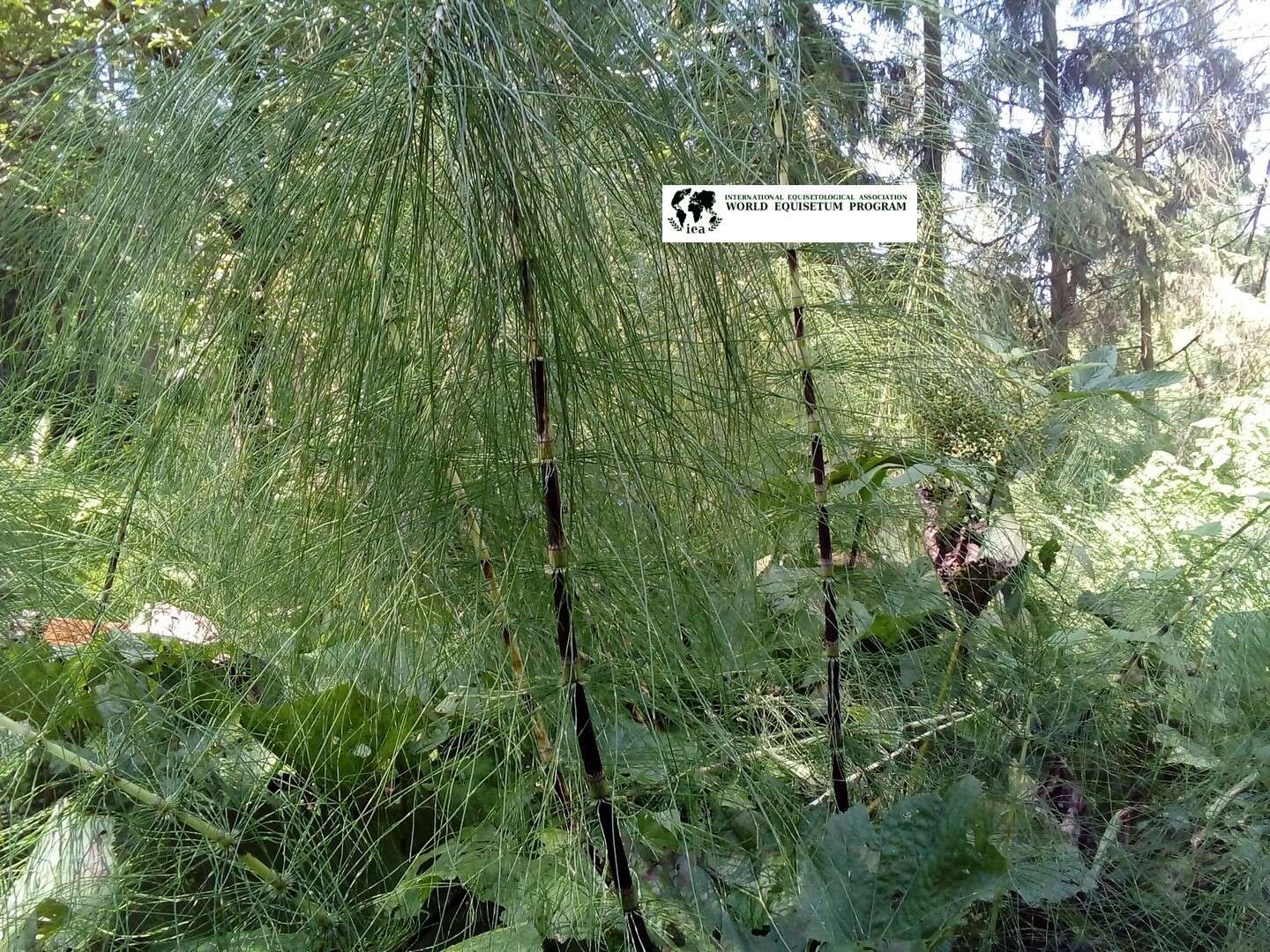 Image of Equisetum telmateia subsp. telmateia