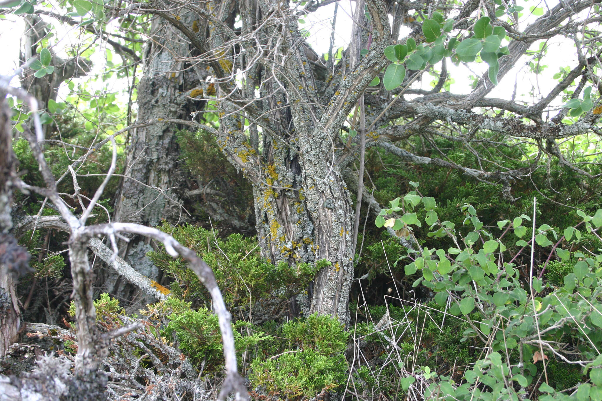 صورة Lonicera arborea Boiss.