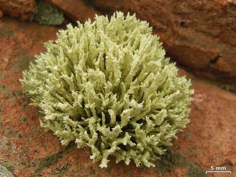 Image of niebla lichen