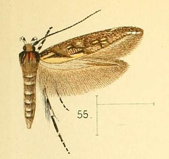 Image of Eteobalea quinquecristata