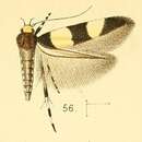 Image of Macrobathra fasciata Walsingham 1891